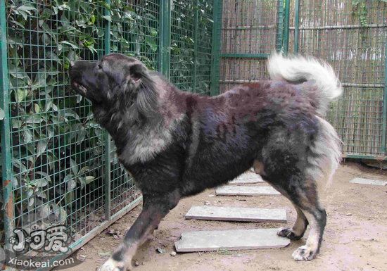 高加索犬怎么洗澡 高加索犬洗澡流程1