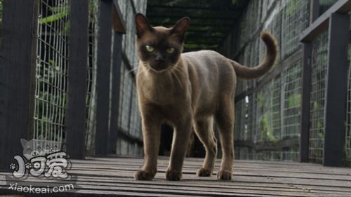 緬甸貓腸胃不好怎么辦 緬甸貓腸胃不好解決辦法