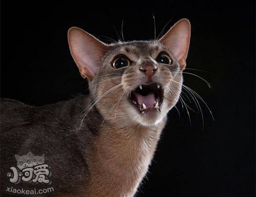 阿比西尼亞貓眼屎多怎么辦 眼屎多解決辦法