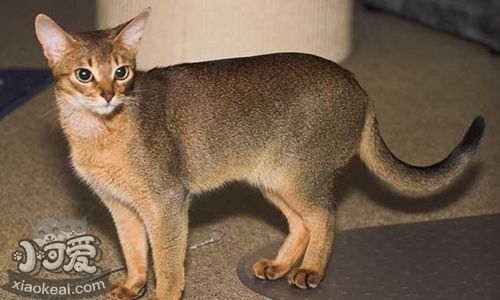 阿比西尼亞貓發燒如何治療 阿比西尼亞貓發燒治療方法