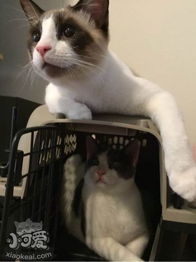 雪鞋貓不吃東西怎么辦 雪鞋貓食欲不振解決辦法