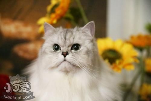 金吉拉貓心肌炎什么原因 金吉拉貓心肌炎原因介紹