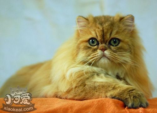 金吉拉貓腸胃不好怎么辦 金吉拉貓腸胃不好治療方法