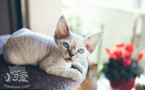 德文卷毛貓感冒吃什么藥 德文卷毛貓感冒用藥介紹