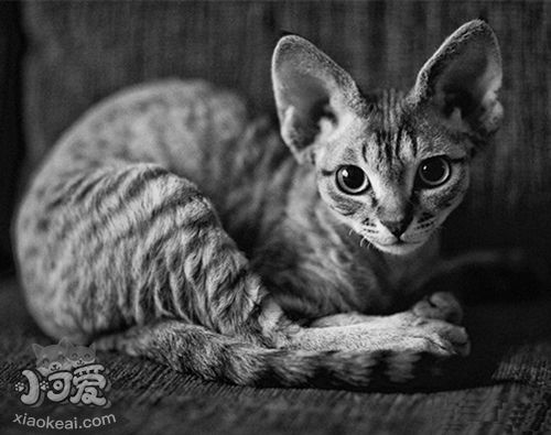 柯尼斯卷毛貓有耳螨怎么辦 耳螨治療方法