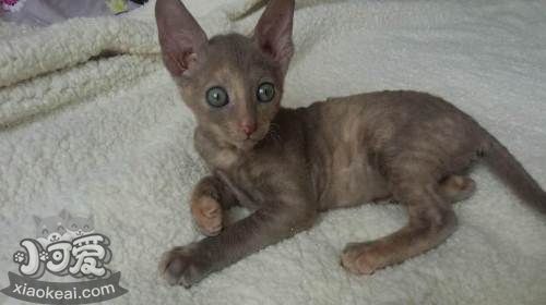 拉邦貓為什么睡覺(jué)打呼嚕 拉邦貓睡覺(jué)打呼嚕原因