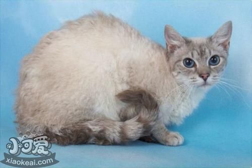 拉邦貓長貓癬怎么辦 貓癬治療方法介紹