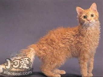 拉邦貓發燒怎么治療 拉邦貓發燒治療方法