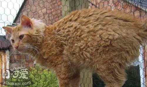 拉邦貓嘔吐怎么回事 拉邦貓嘔吐原因介紹