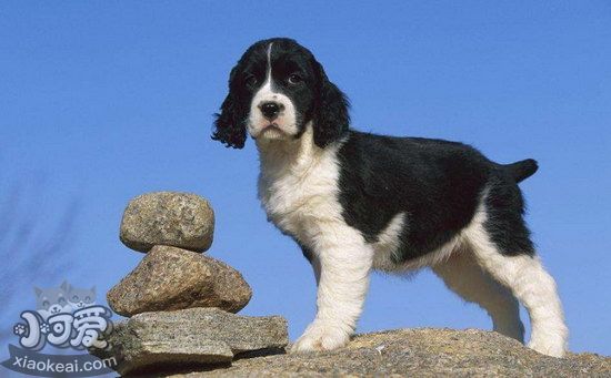 史賓格幼犬怎么養護 史賓格幼犬照顧護理技巧1