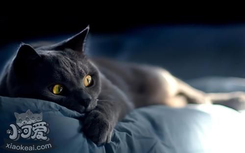 沙特爾貓肝炎怎么治療 沙特爾貓肝炎治療方法