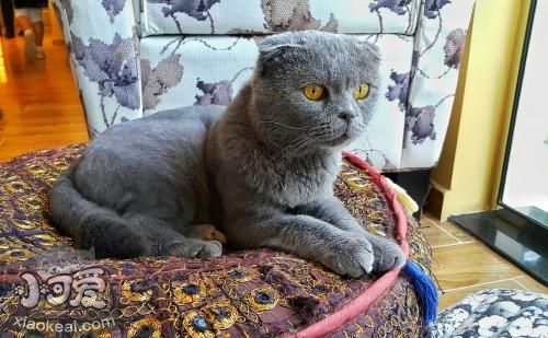 沙特爾貓感染泡翼線蟲病有什么特征