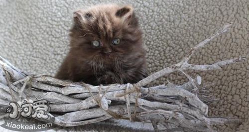 英國長毛貓口臭怎么辦 英國長毛貓口臭解決辦法