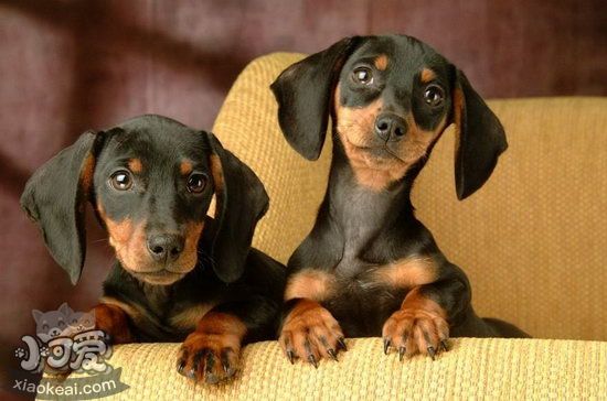 臘腸犬怎么自制狗糧 臘腸犬自制狗糧配方介紹1