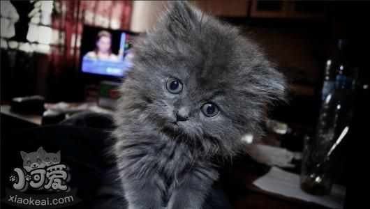 英國長毛貓怎么預防中暑 預防中暑方法