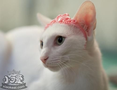 東方貓貧血怎么辦 東方貓貧血解決辦法