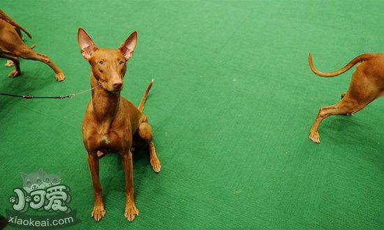 法老王獵犬怎么護理毛發 法老王獵犬毛發護理方法1