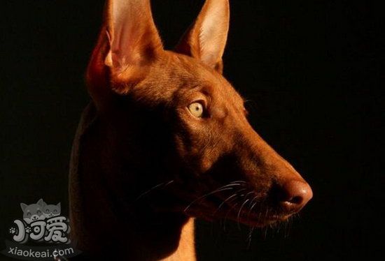 法老王獵犬運(yùn)動(dòng)要注意哪些問(wèn)題介紹1