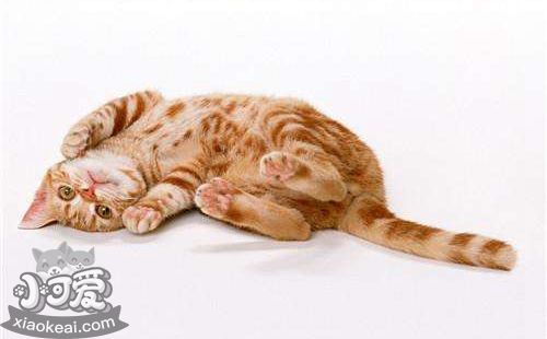 美國剛毛貓睡覺抽搐怎么回事 睡覺抽搐原因詳解