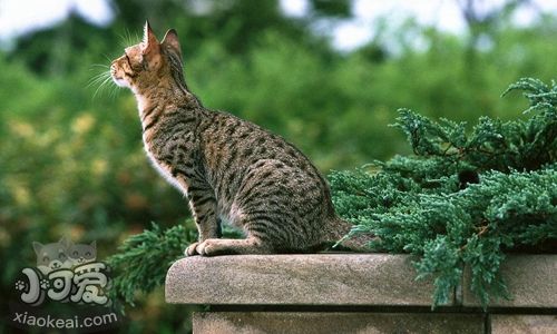 奧西貓子宮蓄膿怎么治療 子宮蓄膿診斷與治療方法