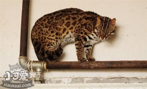 奧西貓尿頻怎么辦 奧西貓尿頻解決辦法