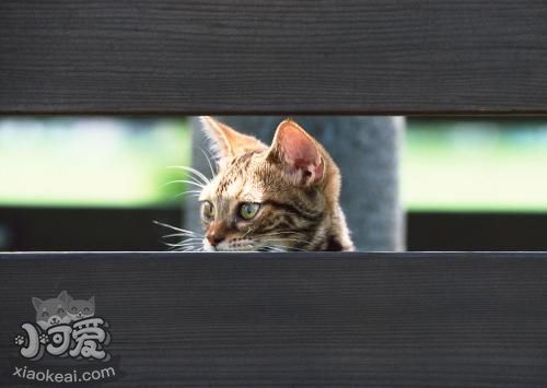 奧西貓腎衰怎么辦 奧西貓腎衰治療辦法