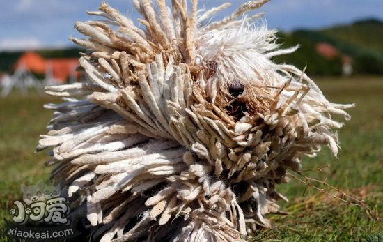 可蒙犬耳朵怎么清潔 可蒙犬耳朵護理方法1