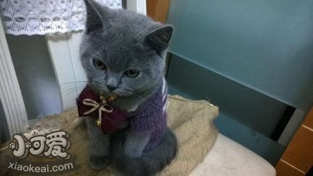 卡爾特貓多久驅蟲一次 卡爾特貓驅蟲時間