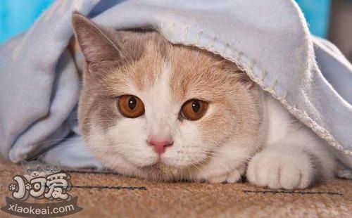 卡爾特貓毛囊炎怎么治療 在家毛囊炎治療方法