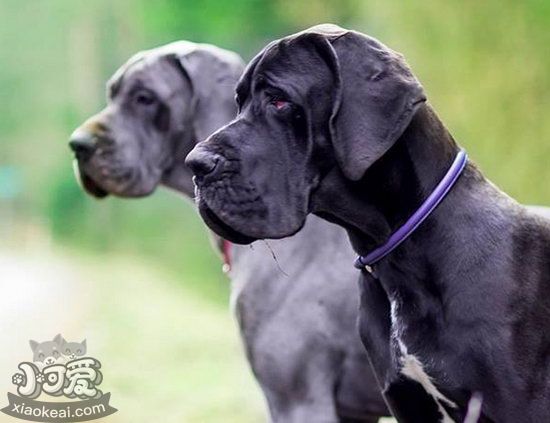 大丹犬毛發怎么梳理 大丹犬毛發梳理方法1