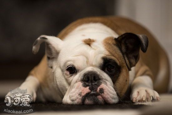 老年法斗怎么照顧 老年法國斗牛犬養(yǎng)護(hù)注意事項1