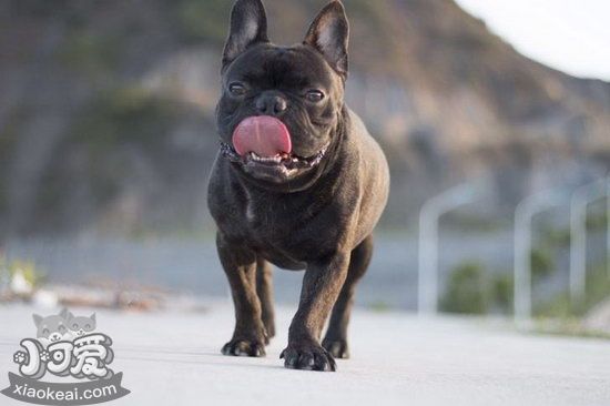 法斗不能吃的食物有哪些 法國斗牛犬不能吃的食物大全1