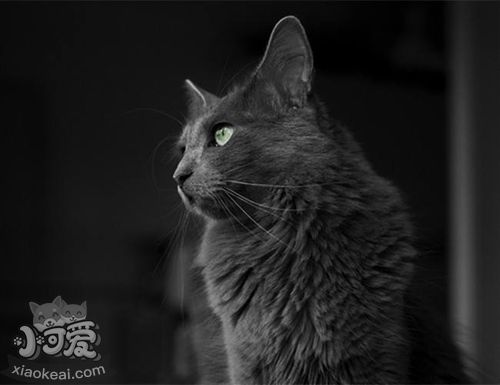 內華達貓打噴嚏怎么回事 打噴嚏原因介紹