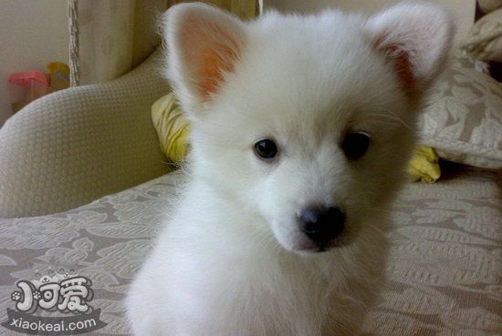 銀狐犬毛發怎么養護 銀狐犬毛發護理方法1