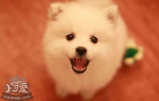 銀狐犬臀部毛發(fā)怎么剪 銀狐犬臀部毛發(fā)護(hù)理方法