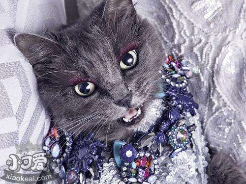 內華達貓跳蚤怎么消滅 跳蚤消滅方法