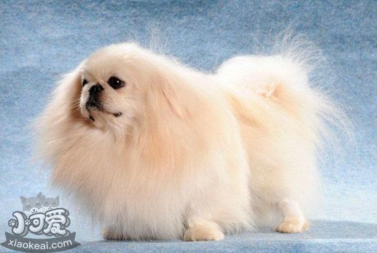 京巴犬吃什么毛發更好 北京犬吃什么食物毛發更有光澤1