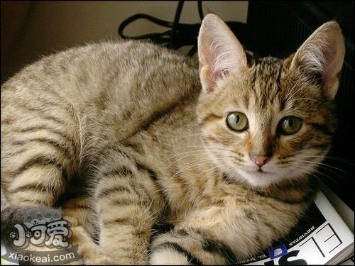 加州閃亮貓異食癖怎么治療 異食癖治療方法