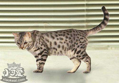 加州閃亮貓營養不良怎么辦 營養不良解決辦法