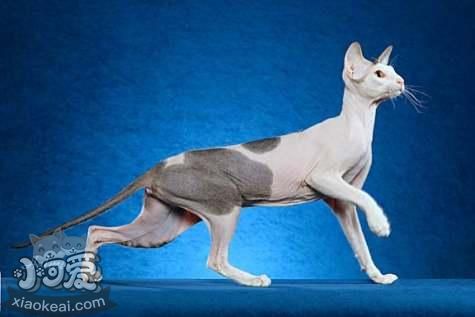 彼得禿貓中暑怎么辦 彼得禿貓中暑治療方法