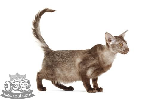 爪哇貓吐黃水怎么回事 爪哇貓吐黃水原因介紹