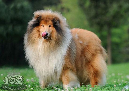 蘇格蘭牧羊犬什么時候不能洗澡 蘇格蘭牧羊犬不能洗澡情況1