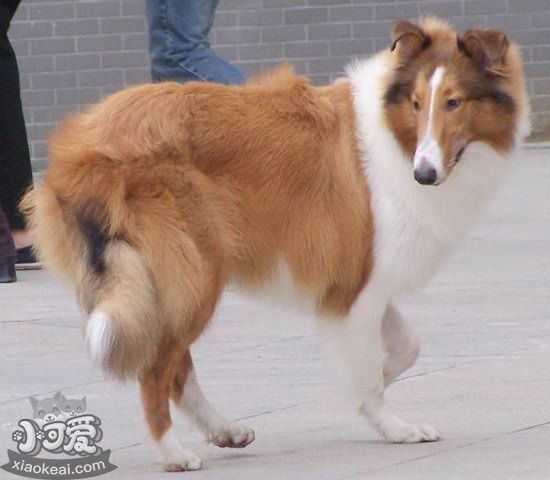 蘇格蘭牧羊犬怎么養 蘇格蘭牧羊犬飼養方法1