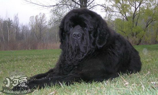 紐芬蘭犬怎么美容 紐芬蘭犬美容流程1