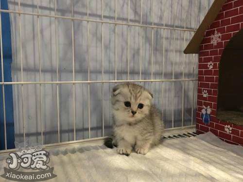 曼基康貓消化不良怎么治療 曼基康貓消化不良治療方法