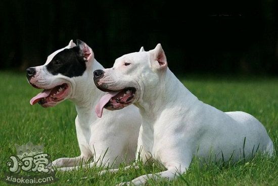 杜高犬幼犬怎么養 杜高犬幼犬飼養注意事項1