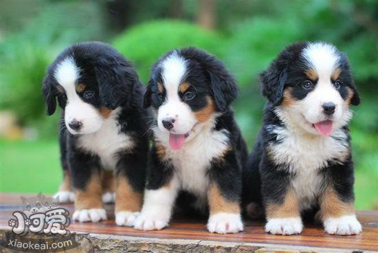 伯恩山幼犬怎么養(yǎng) 伯恩山犬幼犬喂養(yǎng)注意事項1