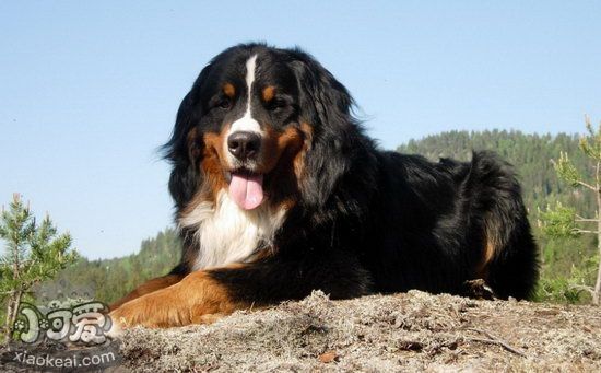 伯恩山犬吃什么狗糧好 伯恩山犬狗糧選購技巧1