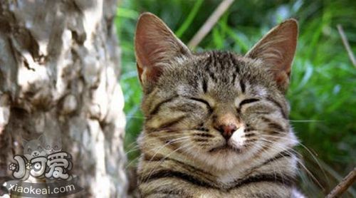 被蒂凡尼貓咬傷怎么處理 蒂凡尼貓咬傷處理方法