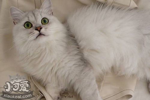 蒂凡尼貓暈車有什么表現(xiàn) 蒂凡尼貓暈車表現(xiàn)